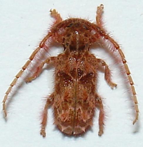 Desmiphora ferruginea