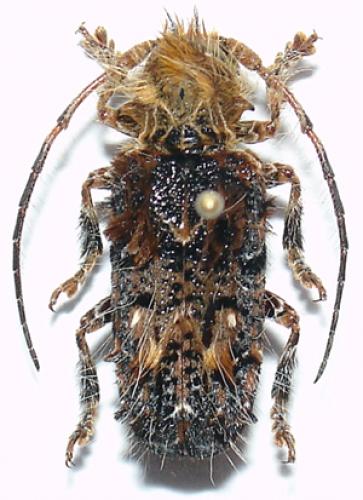 Réf. 7 387 : Desmiphora fasciculata