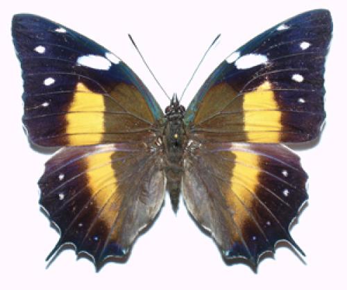 Baeotus deucalion
