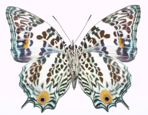 Baeotus deucalion