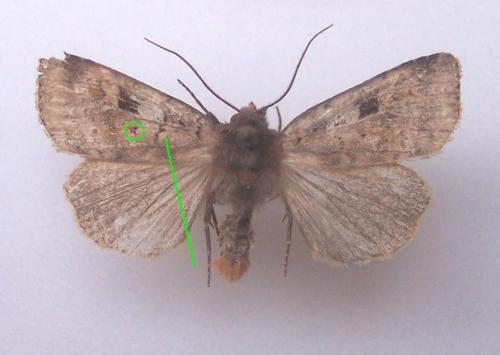 Diarsia mendica
