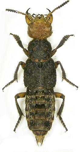 Dinothenarus flavocephalus