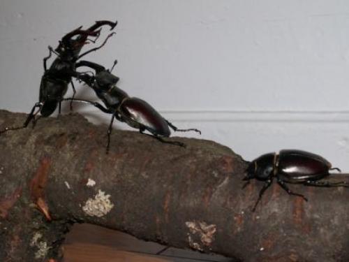 Lucanus cervus