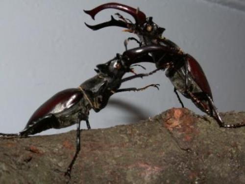 Réf. 7 390 : Lucanus cervus