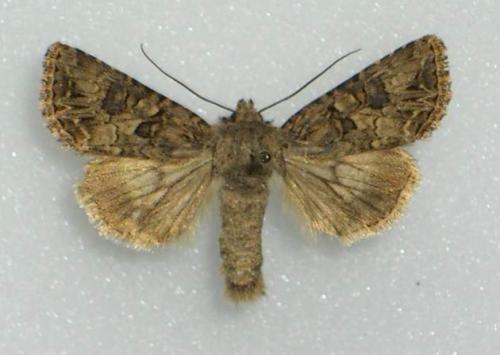 Anarta pugnax