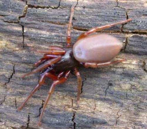 Dysdera sp.