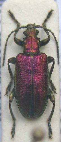 Réf. 7 999 : Plateumaris sp.