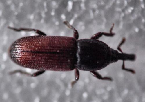 Mesites sp.