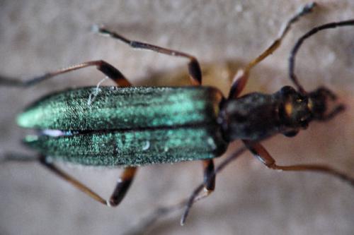 Réf. 7 991 : Chrysanthia geniculata