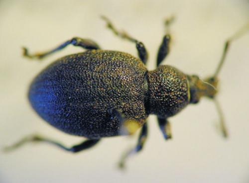 Otiorhynchus ligustici