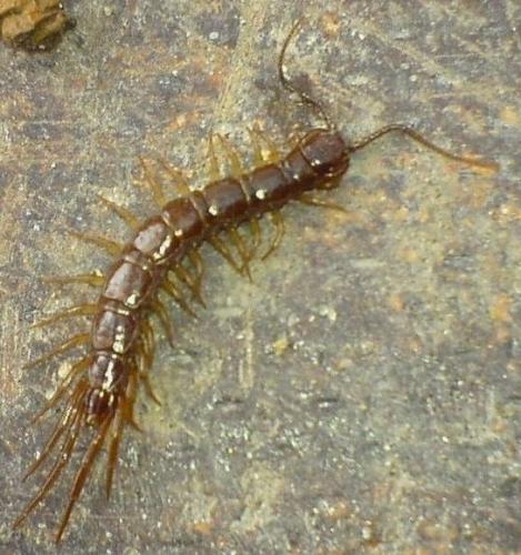 Réf. 7 113 : Lithobius sp.