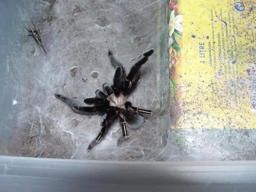 Ephebopus murinus