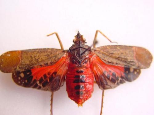 Réf. 7 329 : Artacie dufourii