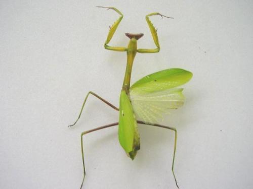 Oxyopsis rubicunda