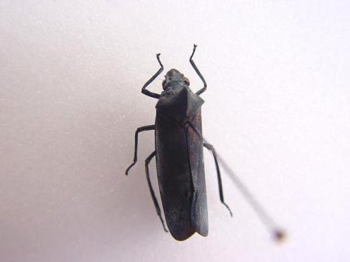 Proconia sp.
