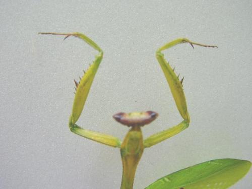 Oxyopsis rubicunda