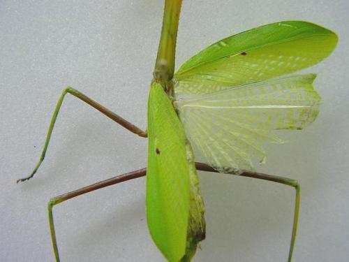 Oxyopsis rubicunda