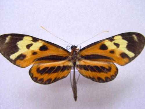 Réf. 7 348 : Mechanitis polymnia