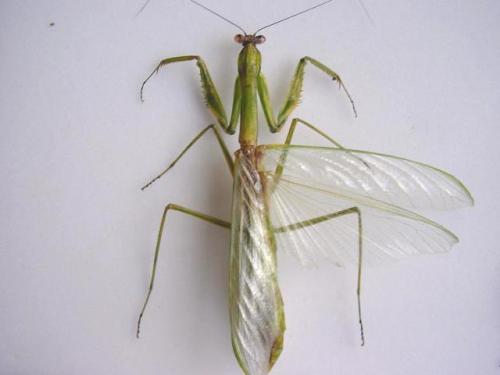 Macromantis sp.