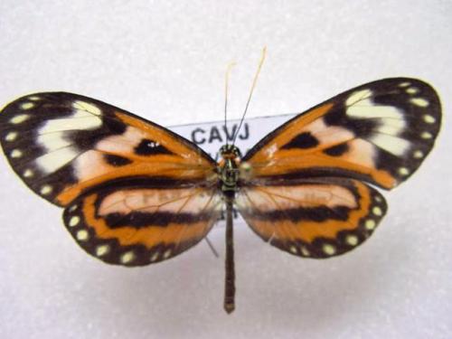 Hypothyris euclea barii