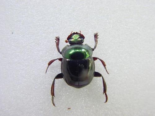 Canthon bicolor