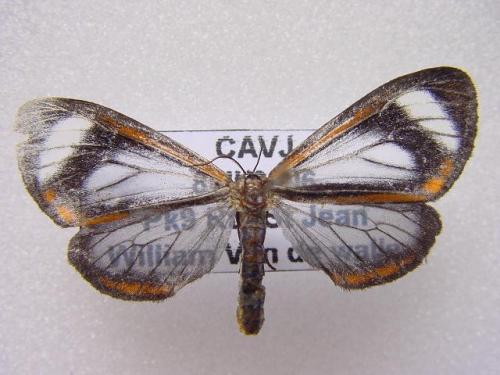 Hyalurga leucophlebia
