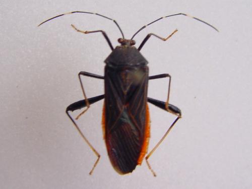 Réf. 7 331 : Nematopus indus