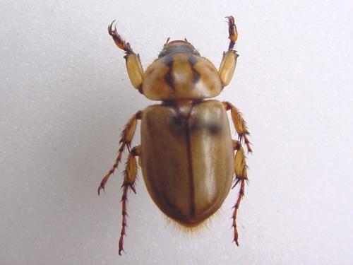 Cyclocephala amazona