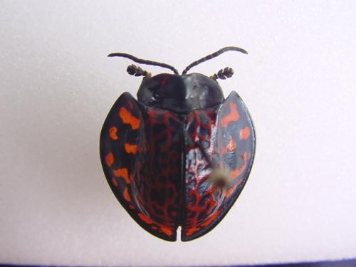 Cassidinae