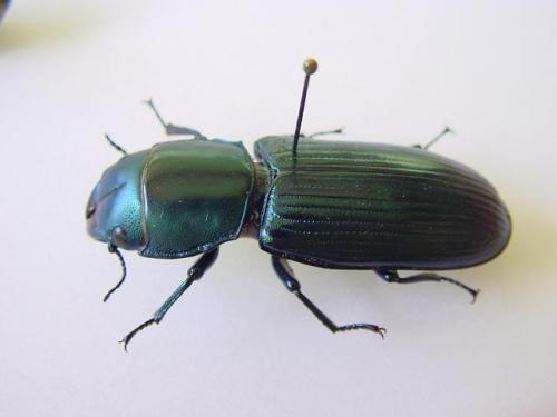 Temnoscheila colossus