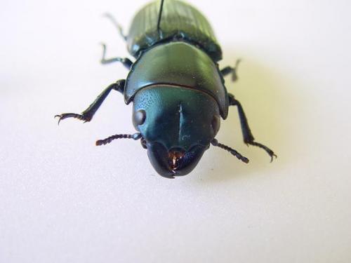 Temnoscheila colossus