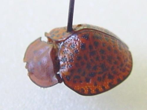 Chelymorpha variolosa