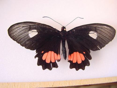 Parides vertumnus