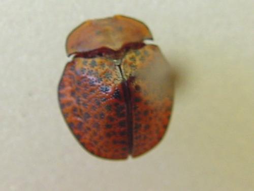 Chelymorpha variolosa