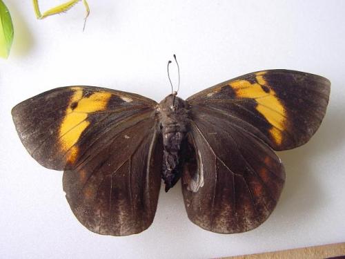 Brassolis sophorae