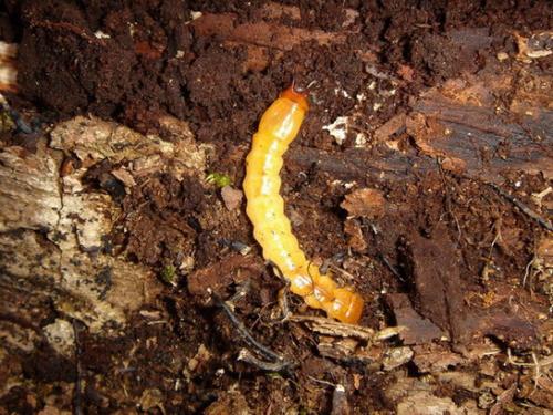 Réf. 7 208 : Pyrochroa sp.