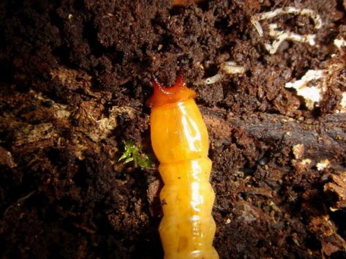 Réf. 7 209 : Pyrochroa sp.