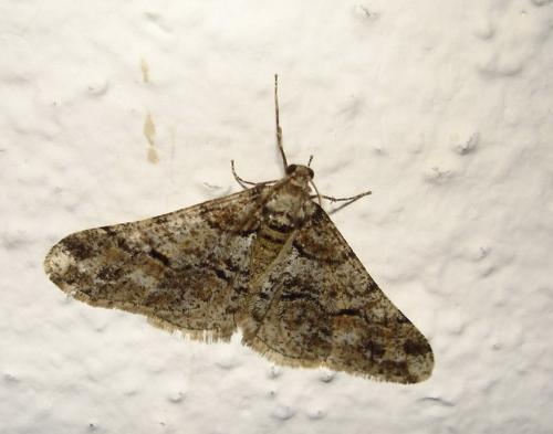 Agriopis leucophaearia