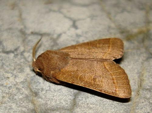 Réf. 7 031 : Orthosia cerasi