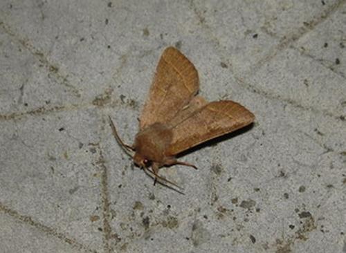Orthosia cerasi