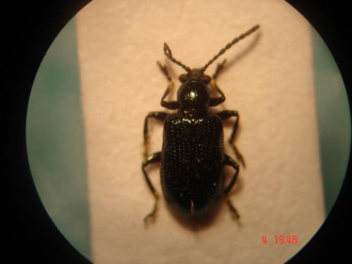 Réf. 7 204 : Oulema gallaeciana