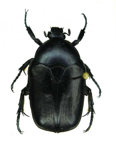 Potosia opaca