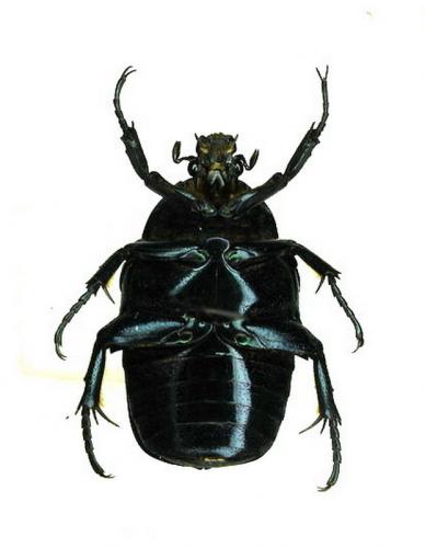 Potosia opaca