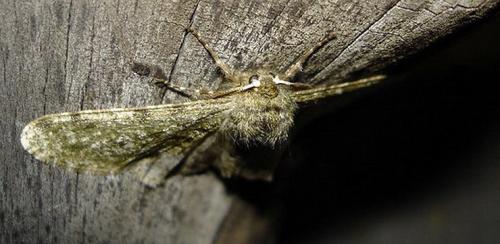Phigalia pilosaria