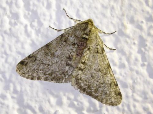 Phigalia pilosaria