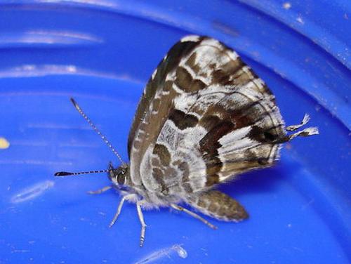 Réf. 7 101 : Cacyreus marshalli