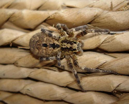 Réf. 7 161 : Zoropsis spinimana