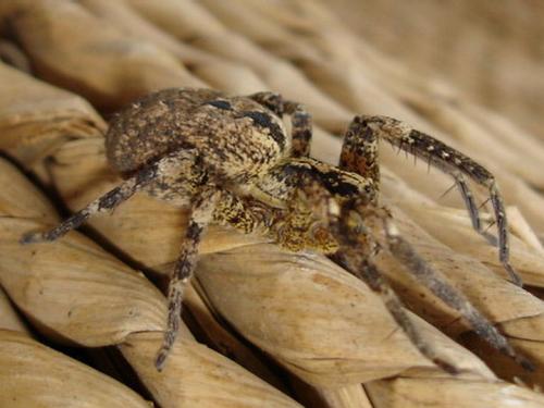 Zoropsis spinimana