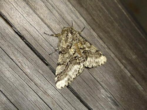 Lycia hirtaria