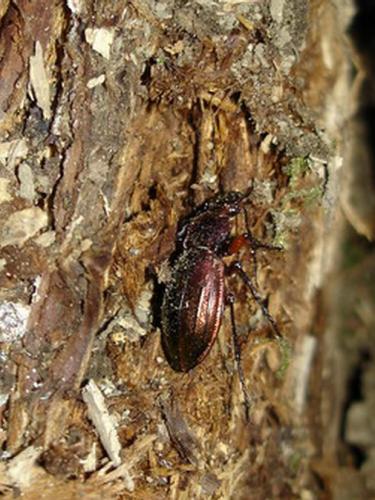 Réf. 7 210 : Carabus auronitens